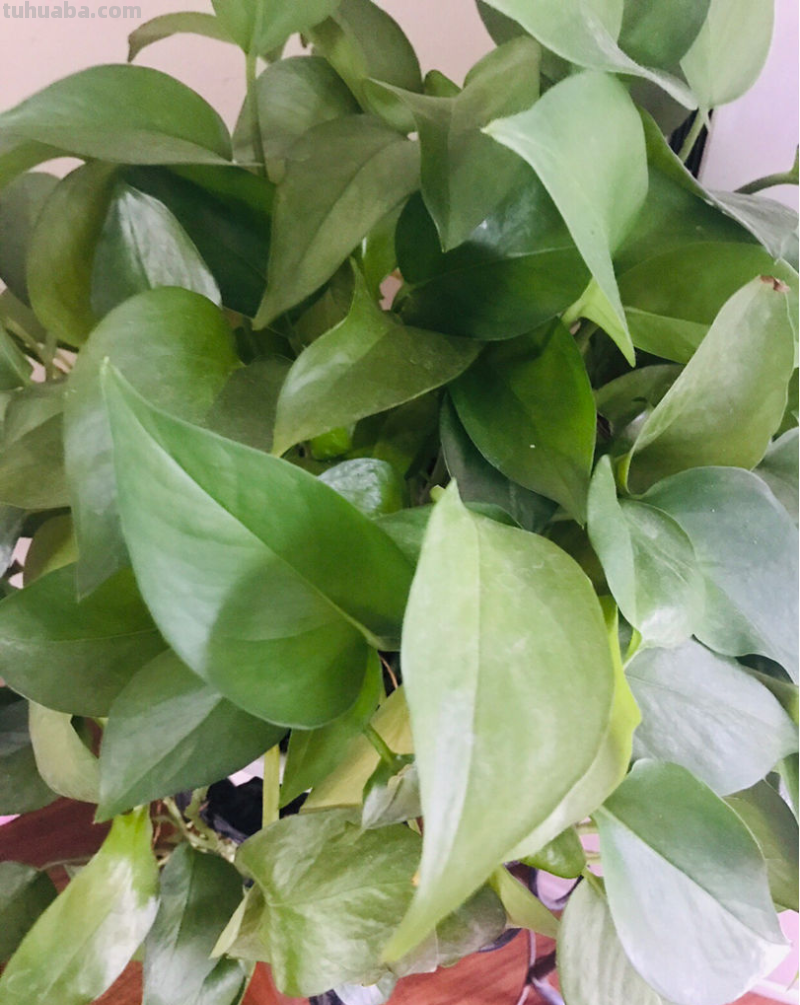 都说绿萝好养，怎么我养的就没有同事的长得好？