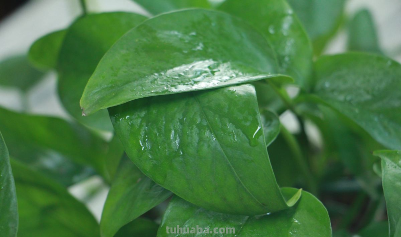 都说绿萝好养，怎么我养的就没有同事的长得好？