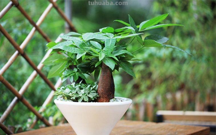 养殖发财树，注意这几点，再也不用担心养不好