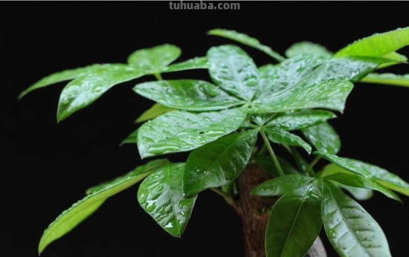 养殖发财树，注意这几点，再也不用担心养不好