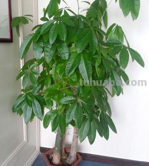 发财树的正确养殖办法，这样养才能“发财”