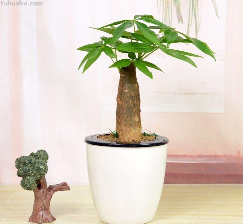 养殖发财树，注意这几点，再也不用担心养不好