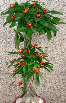 发财树的正确养殖办法，这样养才能“发财”