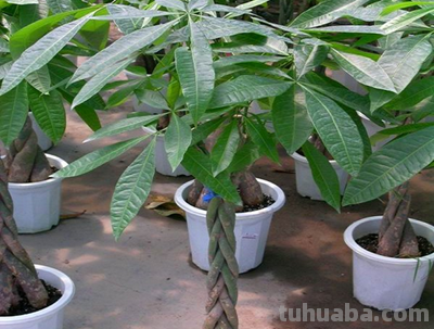 发财树的正确养殖办法，这样养才能“发财”