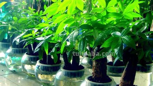 发财树的正确养殖办法，这样养才能“发财”