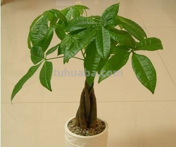 发财树的正确养殖办法，这样养才能“发财”