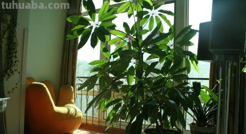 发财树的正确养殖办法，这样养才能“发财”