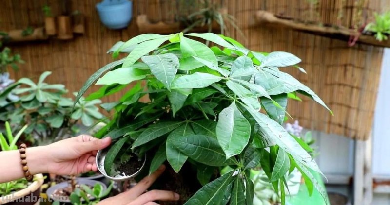 发财树养不好，教你4个养护“技巧”，长得枝叶繁茂