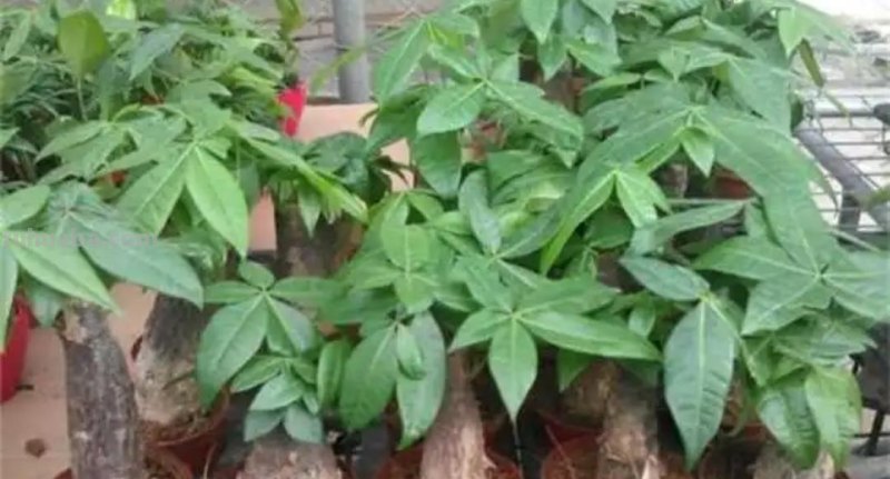 发财树养不好，教你4个养护“技巧”，长得枝叶繁茂