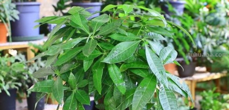 发财树养不好，教你4个养护“技巧”，长得枝叶繁茂