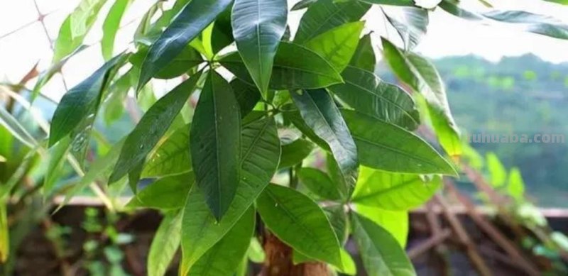 发财树养不好，教你4个养护“技巧”，长得枝叶繁茂