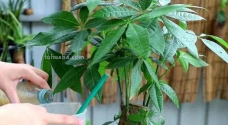 发财树养不好，教你4个养护“技巧”，长得枝叶繁茂