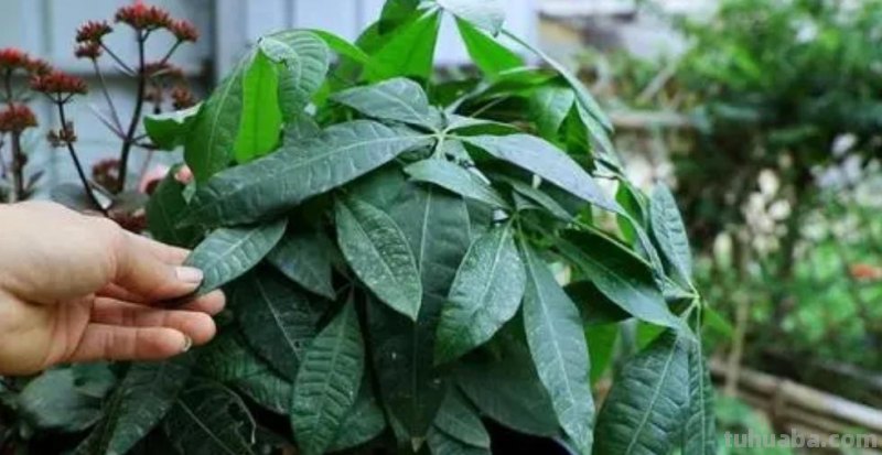 发财树养不好，教你4个养护“技巧”，长得枝叶繁茂