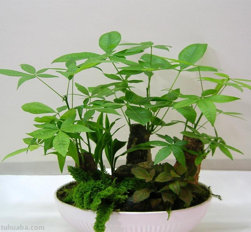 家庭盆栽发财树该怎么养护？教你4招，常年翠绿，不黄叶烂根！