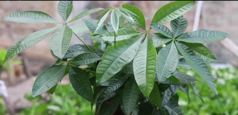 发财树养不好，教你4个养护“技巧”，长得枝叶繁茂