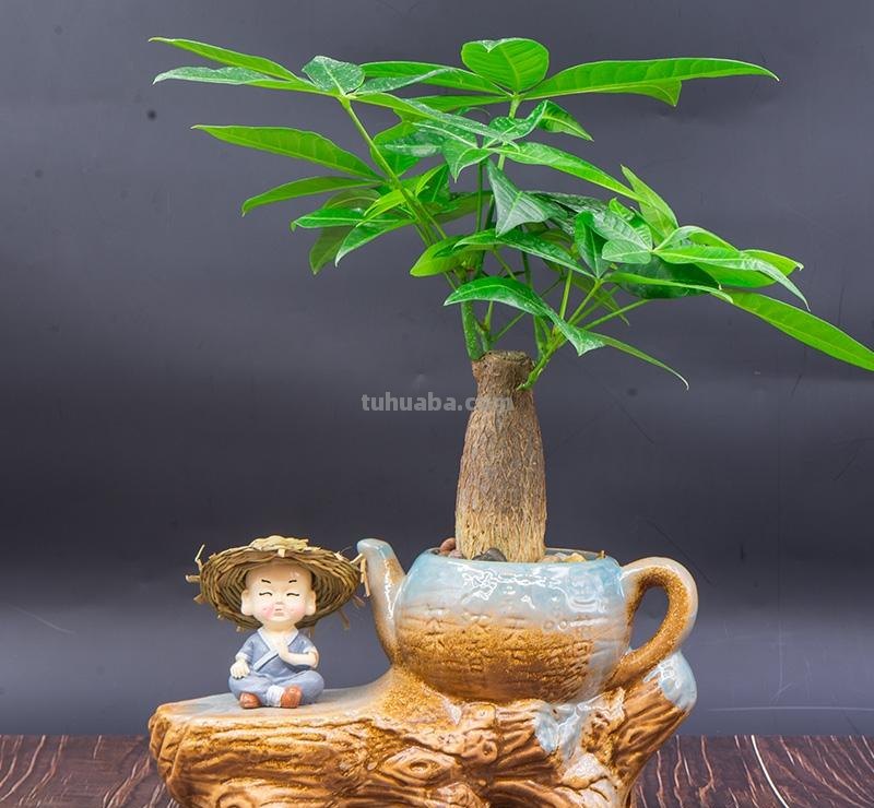 家庭盆栽发财树该怎么养护？教你4招，常年翠绿，不黄叶烂根！