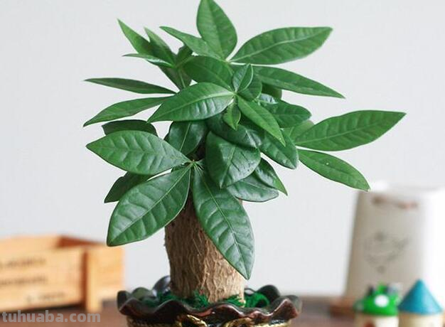 家庭盆栽发财树该怎么养护？教你4招，常年翠绿，不黄叶烂根！