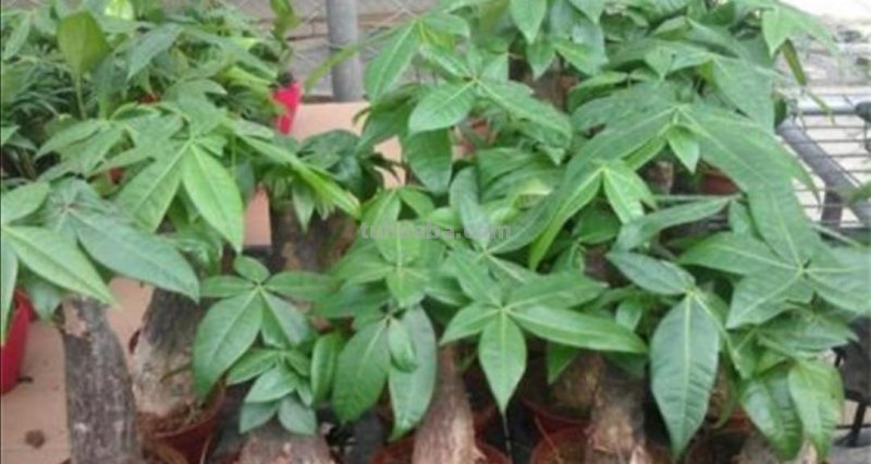 养发财树，掌握好4个养护关键点，长得茂盛，叶子浓绿