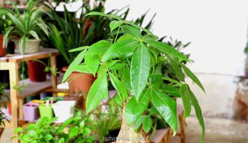 养发财树，掌握好4个养护关键点，长得茂盛，叶子浓绿