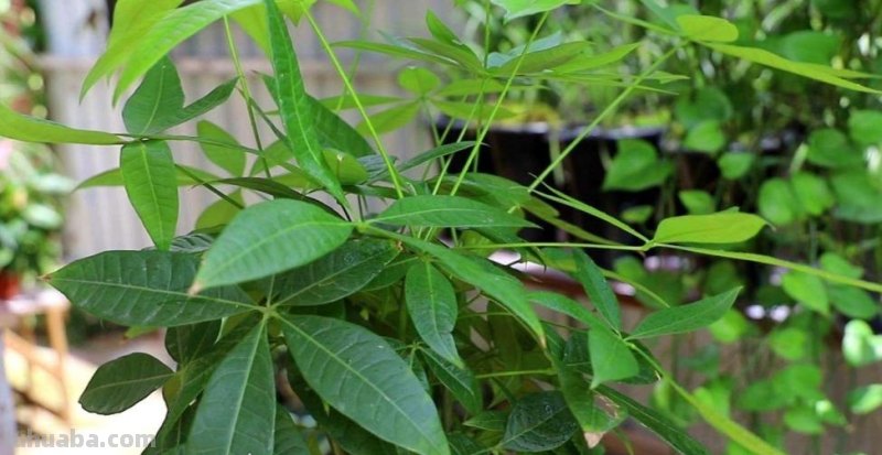 养发财树，掌握好4个养护关键点，长得茂盛，叶子浓绿