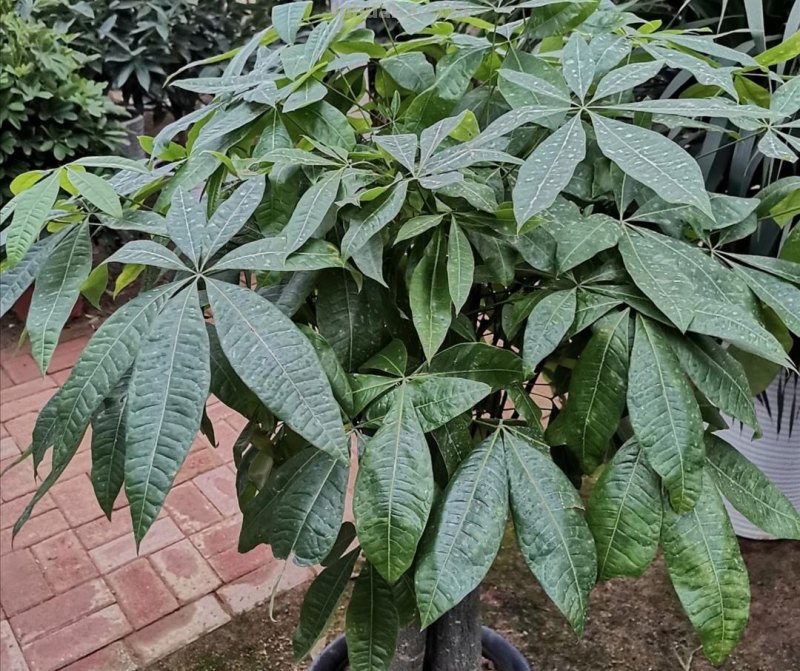 养发财树，掌握好4个养护关键点，长得茂盛，叶子浓绿