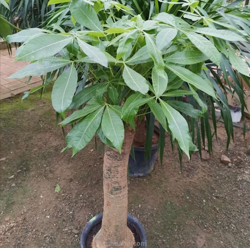 养发财树，掌握好4个养护关键点，长得茂盛，叶子浓绿