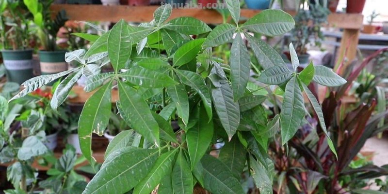 养发财树，掌握好4个养护关键点，长得茂盛，叶子浓绿