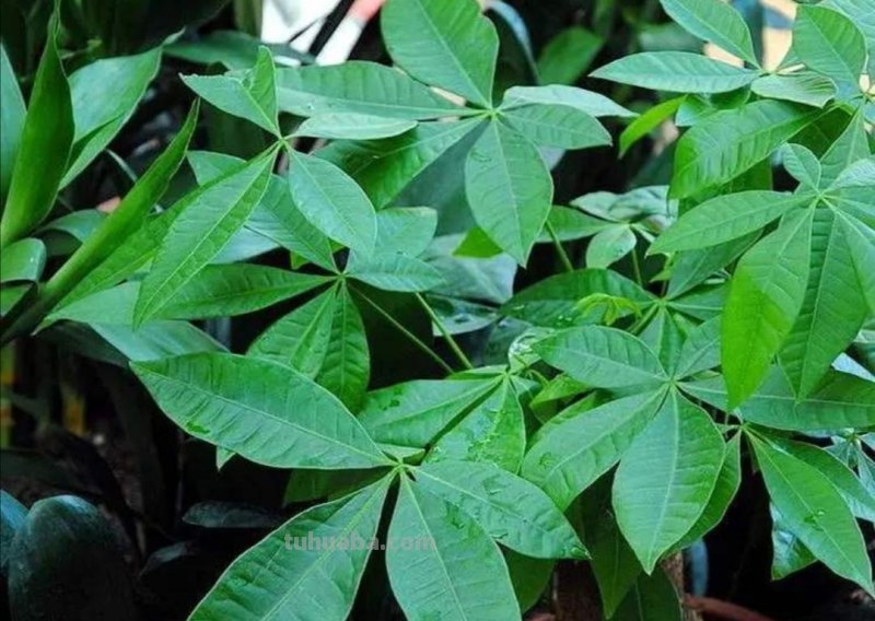 养发财树，掌握好4个养护关键点，长得茂盛，叶子浓绿