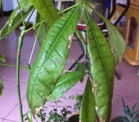 发财树日常养护的禁忌和防止烂根、黄叶的几个小技巧