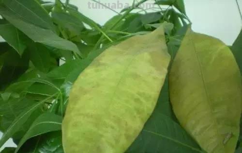 发财树日常养护的禁忌和防止烂根、黄叶的几个小技巧