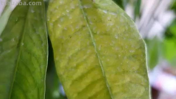 发财树日常养护的禁忌和防止烂根、黄叶的几个小技巧