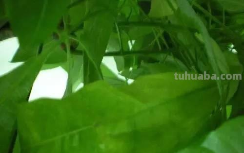 发财树日常养护的禁忌和防止烂根、黄叶的几个小技巧