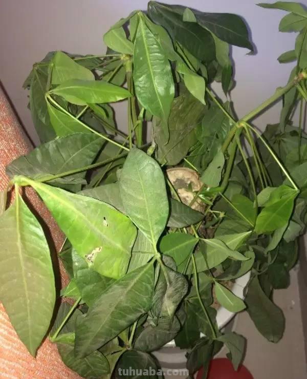 发财树日常养护的禁忌和防止烂根、黄叶的几个小技巧