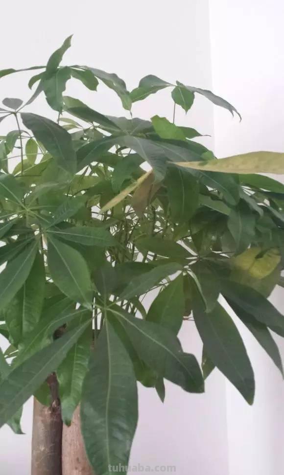 发财树日常养护的禁忌和防止烂根、黄叶的几个小技巧