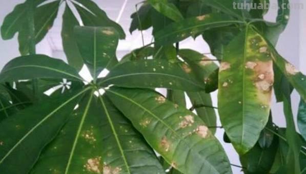 发财树日常养护的禁忌和防止烂根、黄叶的几个小技巧