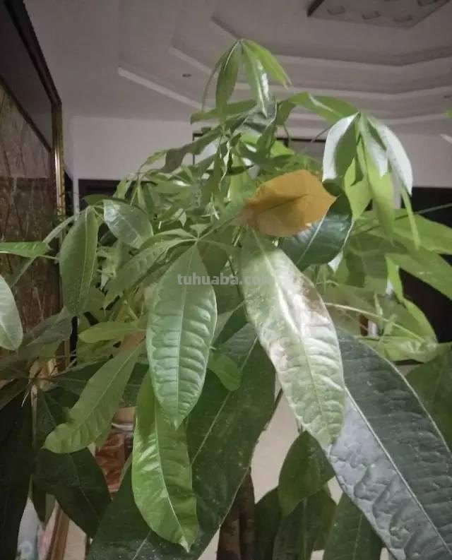 发财树日常养护的禁忌和防止烂根、黄叶的几个小技巧