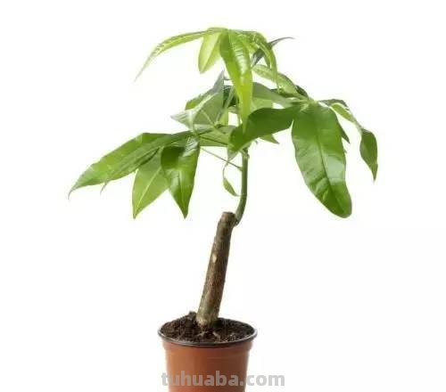 发财树日常养护的禁忌和防止烂根、黄叶的几个小技巧