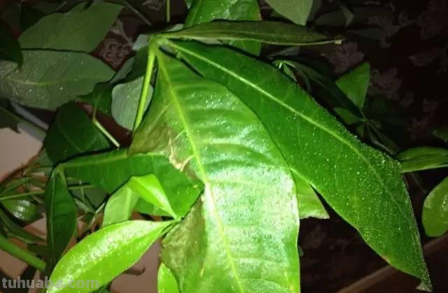 发财树日常养护的禁忌和防止烂根、黄叶的几个小技巧