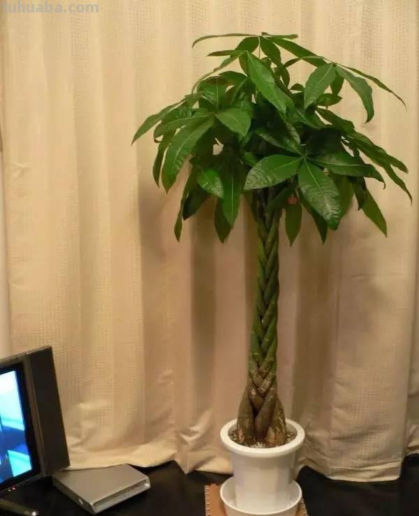发财树日常养护的禁忌和防止烂根、黄叶的几个小技巧