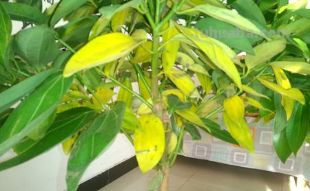 养好发财树其实一点都不难，给它们喂点肥，叶子不掉有精神