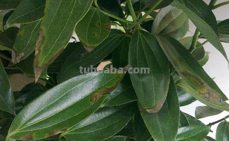 养好发财树其实一点都不难，给它们喂点肥，叶子不掉有精神