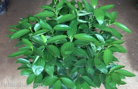 养好发财树其实一点都不难，给它们喂点肥，叶子不掉有精神