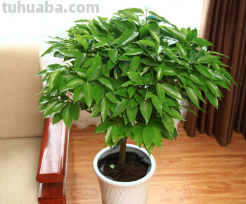 养好发财树其实一点都不难，给它们喂点肥，叶子不掉有精神