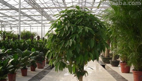 养好发财树其实一点都不难，给它们喂点肥，叶子不掉有精神