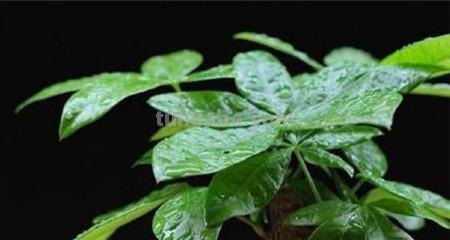 发财树别乱养，这几点不注意，养多少都白搭！