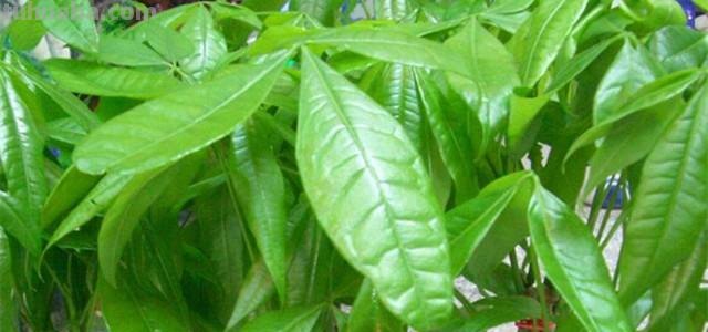 发财树别乱养，这几点不注意，养多少都白搭！