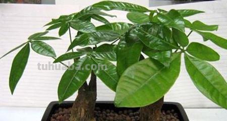 发财树别乱养，这几点不注意，养多少都白搭！