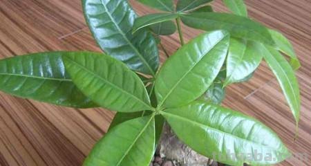 发财树别乱养，这几点不注意，养多少都白搭！