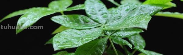 发财树怎么养才会活？