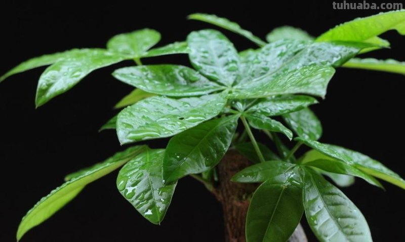 发财树怎么养才会活？